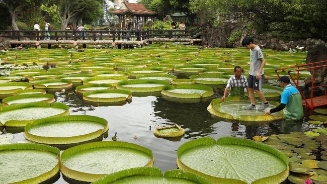 39 Gambar  Bunga  Teratai  Di Kolam Tergokil 