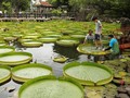Bunga Teratai Raksasa Mekar di Taipei