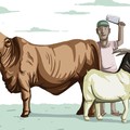 Sederet Tradisi Unik Perayaan Idul Adha di RI, Daerah Kamu Ada?