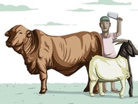 Selamat Idul Adha! Simak Fakta Menarik Soal Hewan Kurban Ini