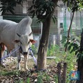 Kemenkes: Kasus Antraks Gunungkidul Masuk Kategori KLB