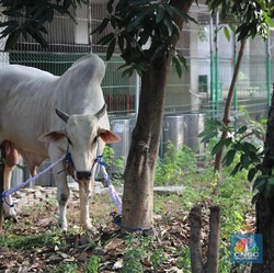 Kemenkes: Kasus Antraks Gunungkidul Masuk Kategori KLB
