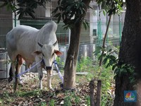 Kemenkes: Kasus Antraks Gunungkidul Masuk Kategori KLB