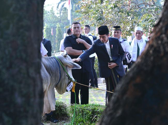 Jokowi Kurban Sapi Limosin 1 7 Ton Berapa Harganya Ya