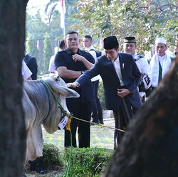 Hewan Kurban Jokowi di 2020: 1 Sapi di Tiap Provinsi RI