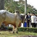 Lebih Utama Mana, Kurban Sapi Patungan atau Kambing Sendiri?