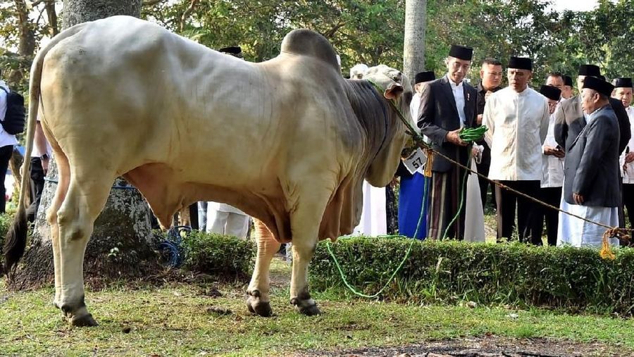Usai melaksanakan salat, Jokowi menyerahkan langsung hewan kurban.