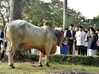 Lebih Utama Mana, Kurban Sapi Patungan atau Kambing Sendiri?