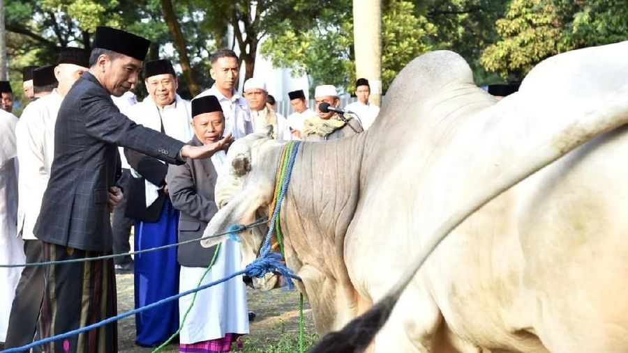 Usai melaksanakan salat, Jokowi menyerahkan langsung hewan kurban.
