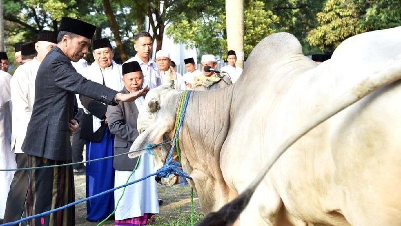 Usai melaksanakan salat, Jokowi menyerahkan langsung hewan kurban.