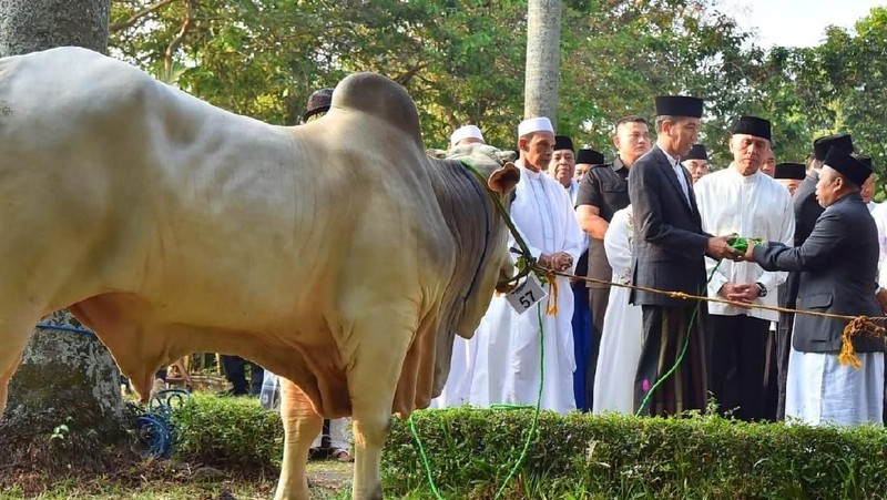 Usai melaksanakan salat, Jokowi menyerahkan langsung hewan kurban.