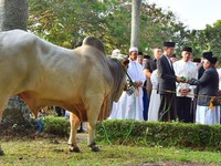 Ini Panduan Salat Iduladha & Sembelih Hewan Kurban New Normal