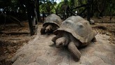 Aldabra Giant Tortoise merupakan spesies kura-kura terbesar di dunia. Hewan yang memiliki tempurung dan berjalan lambat ini berasal dari Pulau Aldabra, Seychelles.