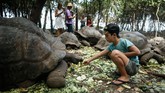 Turis bisa memberi makan kura-kura raksasa ini saat berkunjung ke Pulau Changuu.
