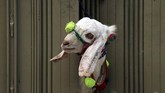 Jelang hari raya Iduladha, seekor kambing kurban mengintip dari pagar suatu rumah di Peshawar, Pakistan. (Reuters/Fayaz Aziz)