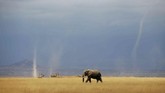 Angin topan kecil terlihat ketika seeokor gajah dan zebra berjalan di taman nasional Amboseli, Kenya. (Reuters/Baz Ratner)