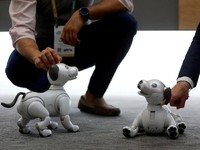 'Anjing Pintar' Ini Dihargai Rp 42 Juta