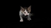 Karena populasi anjing dan kucing cukup membludak, maka salah satu cara mengontrolnya adalah sterilisasi. Bagi la SPA, sterilisasi layaknya agama bagi mereka.