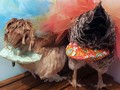 Tren Ayam Jadi Peliharaan, Wanita AS Ciptakan Popok Ayam