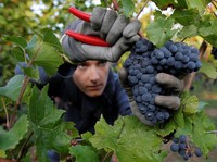 Ini Dia Anggur Pinot Noir, Cikal Bakal Wine Terbaik Prancis
