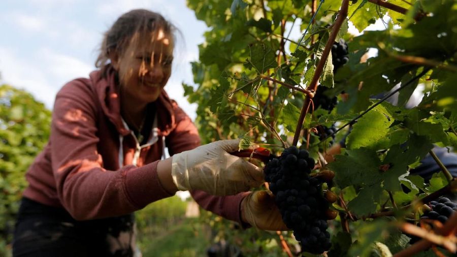 Penggunaan anggur Pinot Noir, akan menghasilkan produksi wine Cremant terbaik.