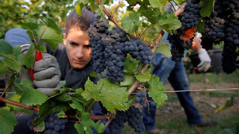 Penggunaan anggur Pinot Noir, akan menghasilkan produksi wine Cremant terbaik.