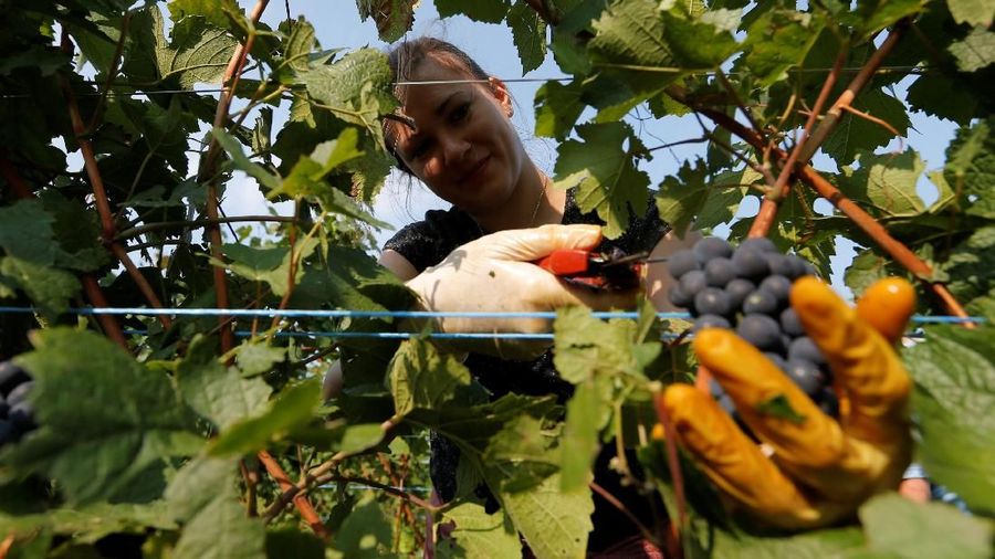 Penggunaan anggur Pinot Noir, akan menghasilkan produksi wine Cremant terbaik.