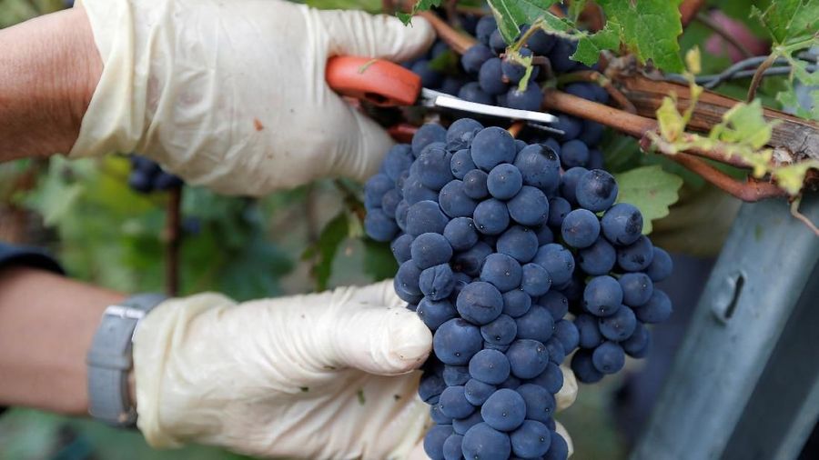 A grape picker harvests grapes of Pinot Noir to produce Cremant, a sparkling wine of the Alsace region, at the Lang vineyard in Wolxheim near Strasbourg, France, August 28, 2018. REUTERS/Vincent Kessler