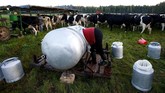 Seorang pekerja peternakan membilas gentong susu setelah ia menyapih sapi di sebuah lapangan di dekat kampung Krupenishche, Belarusia. (REUTERS/Vasily Fedosenko)