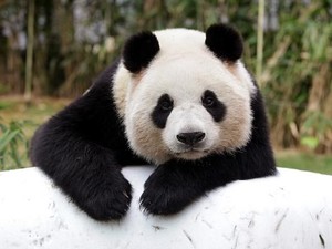 Panda Kembar Tokyo Pulang ke China, Jepang Terancam Tanpa Panda