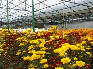 13 Arti Bunga Krisan Berdasarkan Warna dan Negara, Lambang Kasih Sayang