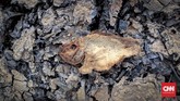 Kemarau yang terjadi sejak beberapa bulan ini, tak hanya membuat dasar waduk kering, ikan pun ikut mati mengering bersama retakan tanah. (CNNIndonesia/Safir Makki)