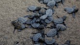 Penyu tempayan (Caretta caretta) adalah reptilia yang menakjubkan sekaligus rentan, sebagian karena penyu jenis ini hanya bertelur sekali setiap dua hingga tiga tahun.