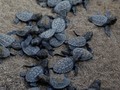 Ratusan Bayi Penyu Raksasa Dicuri dari Penangkaran Galapagos