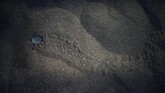 Tidak sedikit bayi penyu yang mati dalam perjalanannya menuju laut. Bagi yang sudah berhasil mencapai laut biasanya bisa bertahan, asalkan mendapat makanan pada hari pertama.