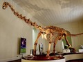 Jejak Dunia Dinosaurus Ditemukan di Australia
