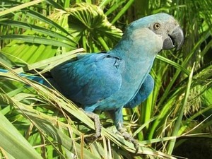 Mengapa Jumlah Burung di Bumi Sangat Banyak? Ini Kata Ilmuwan