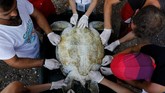 Penyu yang cidera sedang mendapatkan penanganan dari kelompok konservasi penyu di pantai Iztuzu.