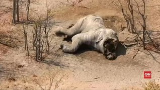 VIDEO: Perburuan Ancam Populasi Gajah di Botswana