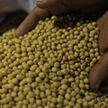 Tolong, Pak Jokowi! Harga Kedelai Diam-diam 'Terbang' Terus