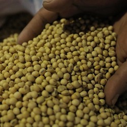 Tolong, Pak Jokowi! Harga Kedelai Diam-diam 'Terbang' Terus