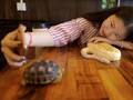 FOTO: Kafe Reptil di Kamboja