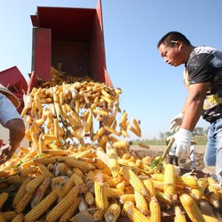 Jagung Masih Mahal, Harga Acuan Daging-Telur Ayam Dinaikkan