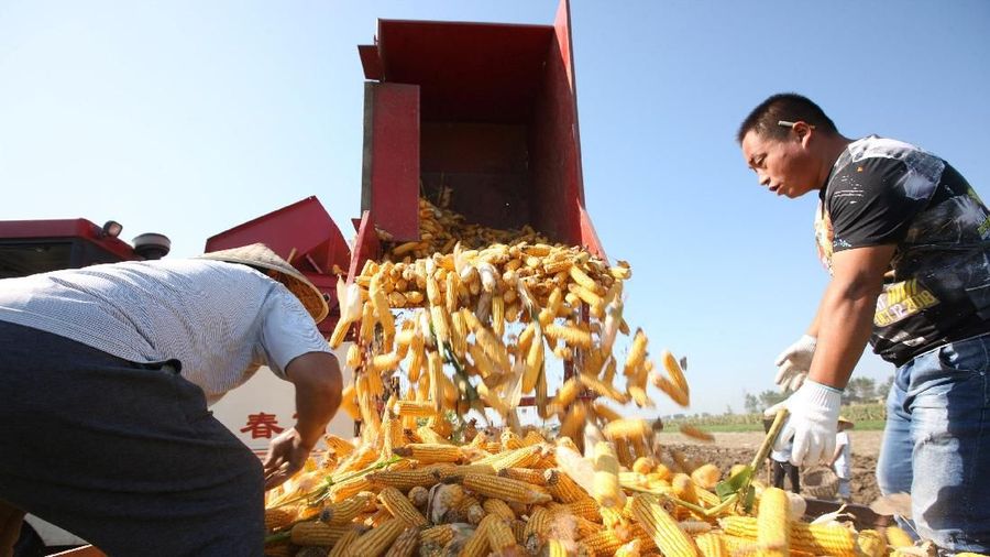 Farmers unload freshly harvested corn cobs from a corn harvester at a farm in Bozhou, Anhui province, China September 8, 2018. REUTERS/Stringer  ATTENTION EDITORS - THIS IMAGE WAS PROVIDED BY A THIRD PARTY. CHINA OUT.