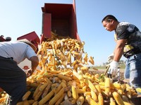 Impor Jagung Diatur, BISI Bidik Produksi 45.000 Ton Tahun Ini