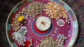 Pancha Dan ini merupakan momen saling berbagi dalam lima elemen, yaitu biji-bijian, beras, garam, uang, dan buah, atau benda kebutuhan sehari-hari. (REUTERS/Navesh Chitrakar)