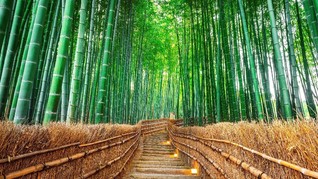 Kyoto Luncurkan Promosi Wisata 'Sepi Turis, Mari Datang'