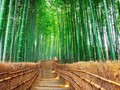 Tak Cuma Tokyo, Ada Belasan Destinasi Unik di Jepang
