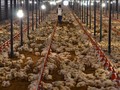 Harga Ayam Jatuh, Kemendag Klaim Kelebihan Pasokan