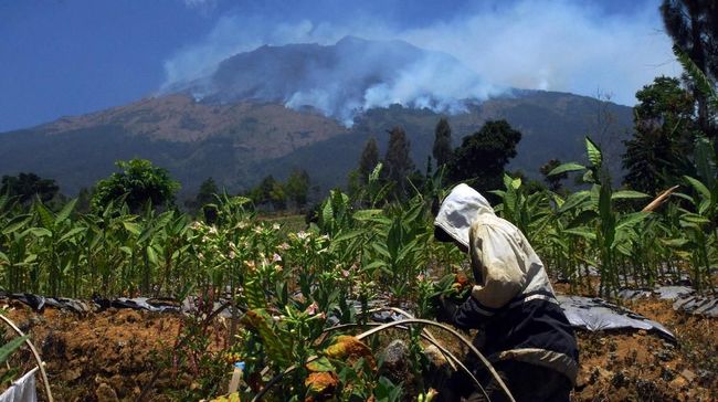 Sisir Api di Gunung Sumbing, BNPB Kerahkan 100 Personel
